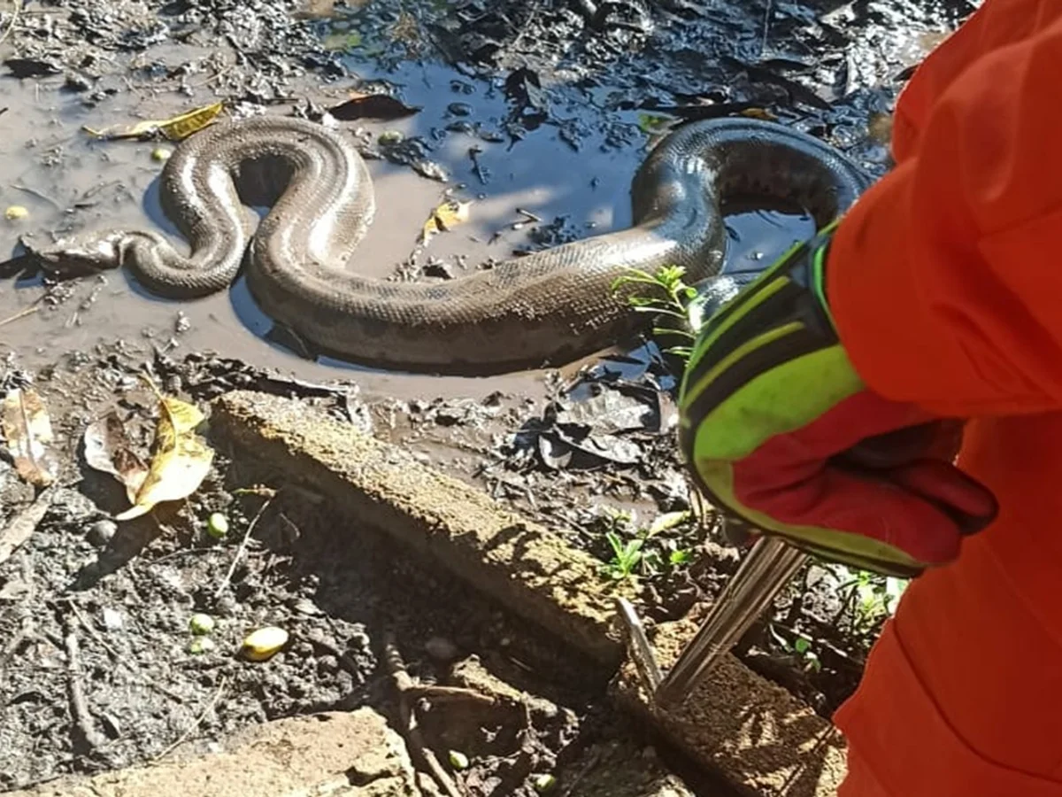 Bombeiros resgatam sucuri de 3,5 metros encontrada em quintal de casa