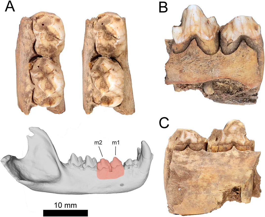 Imagem da matéria: Devil-da-Tasmânia habitava ao lado de humanos no noroeste da Austrália há pelo menos 45.000 anos, segundo pesquisadores.