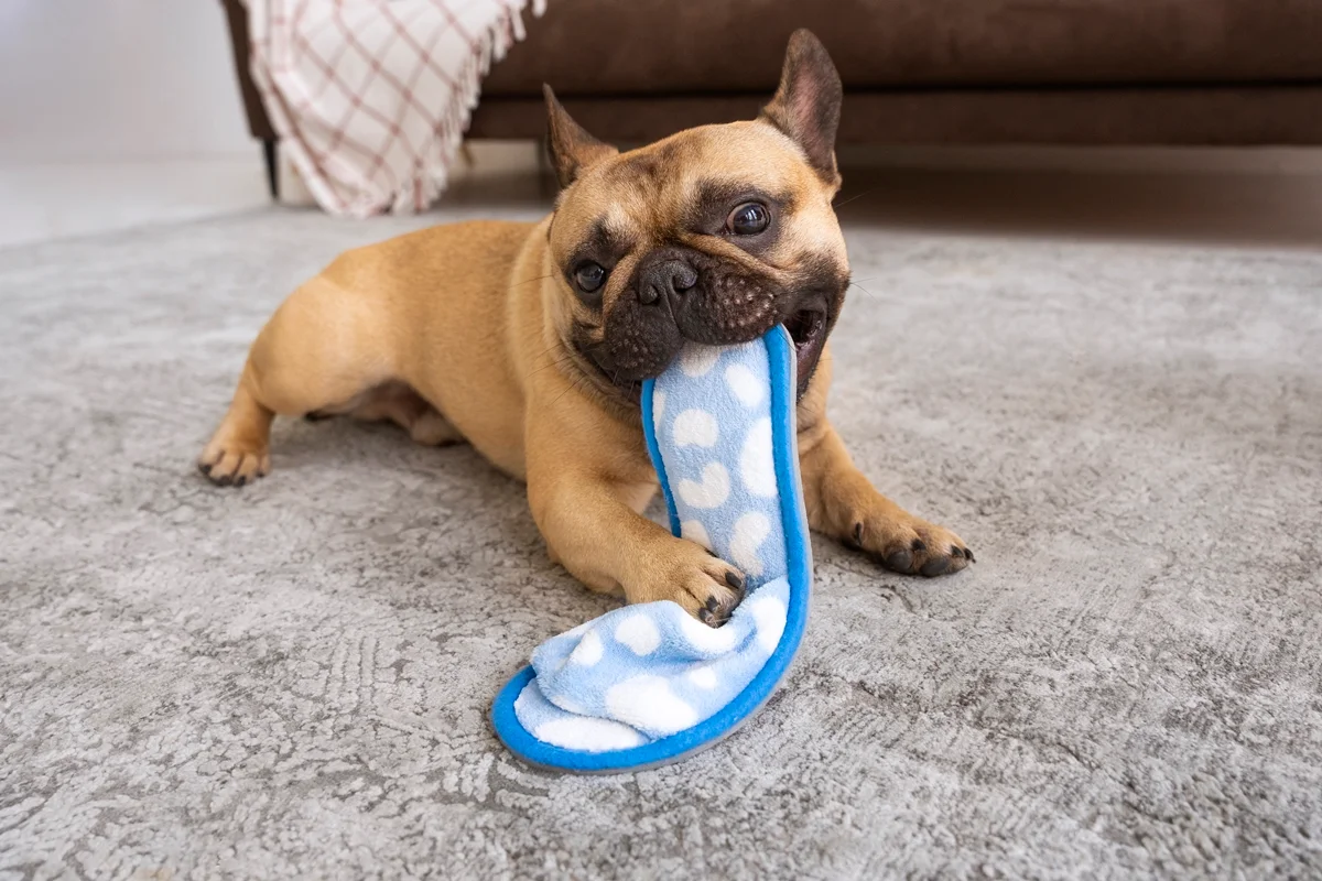 Cachorro com brinquedo de morder