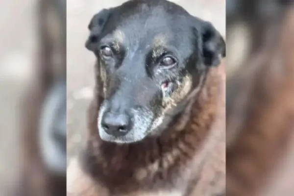 Cão Orelha: MP pede R$ 795 mil de ex-chefe da polícia por atuação no caso