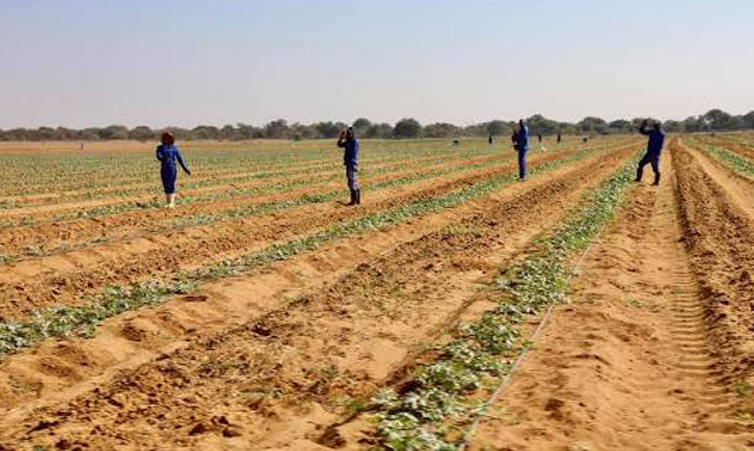 Agricultores de Omusati receberão centro de treinamento em campo