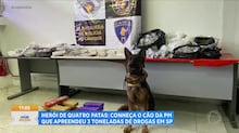 Cão farejador da polícia pode ter ajuda de ‘nariz eletrônico’ para identificar corpos humanos