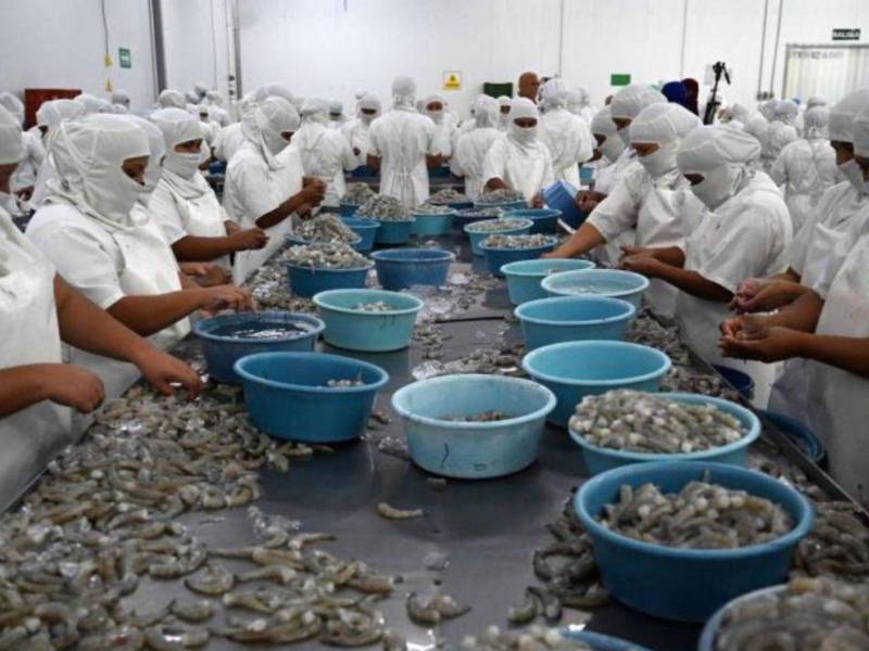 La escasez de lluvias impactó en la industria acuícola al obligar a que 6,000 hectáreas no fueran cultivadas con camarón.