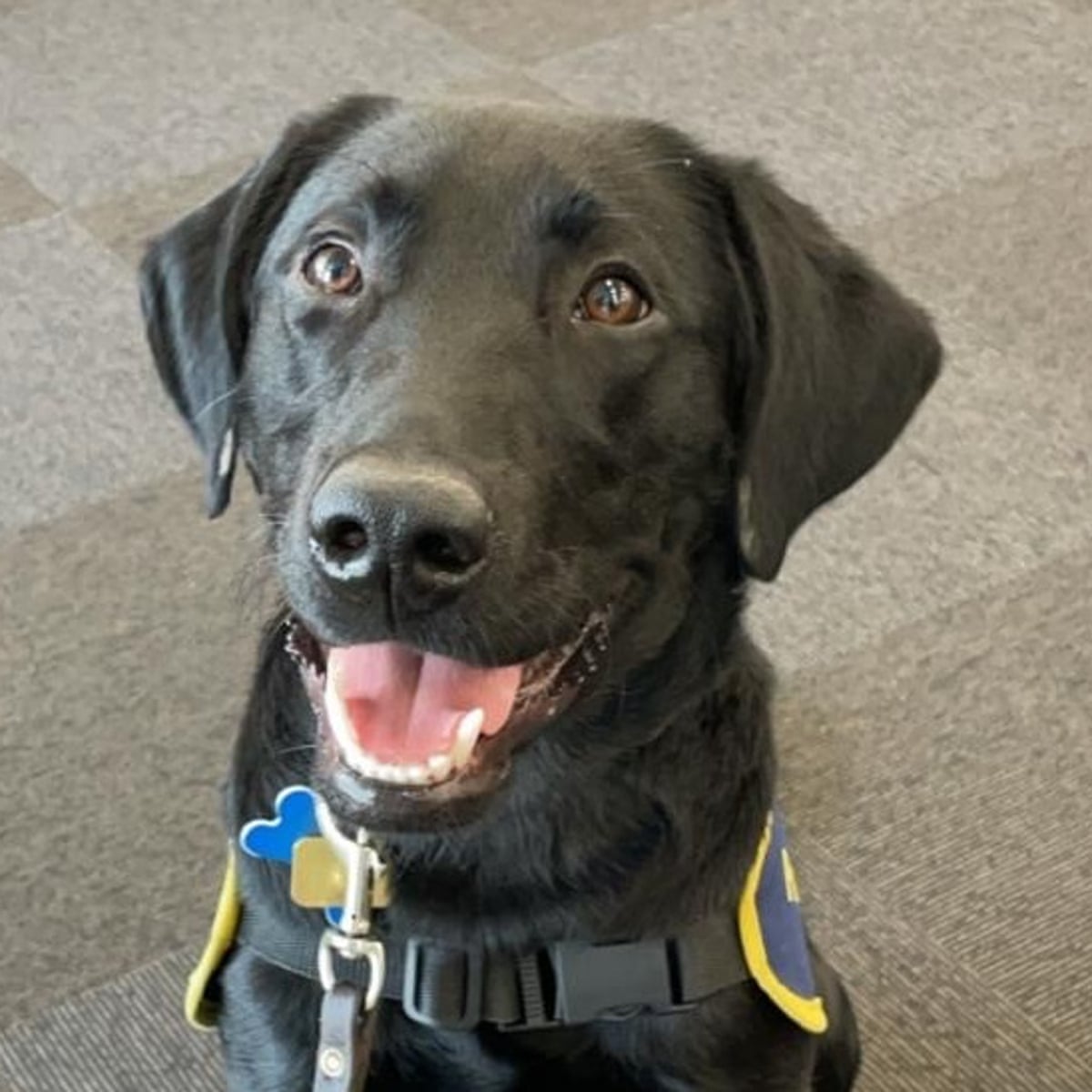 O animal de estimação que nunca esquecerei: Orlando estava paralisado e quase morreu – depois se tornou o cão guia perfeito