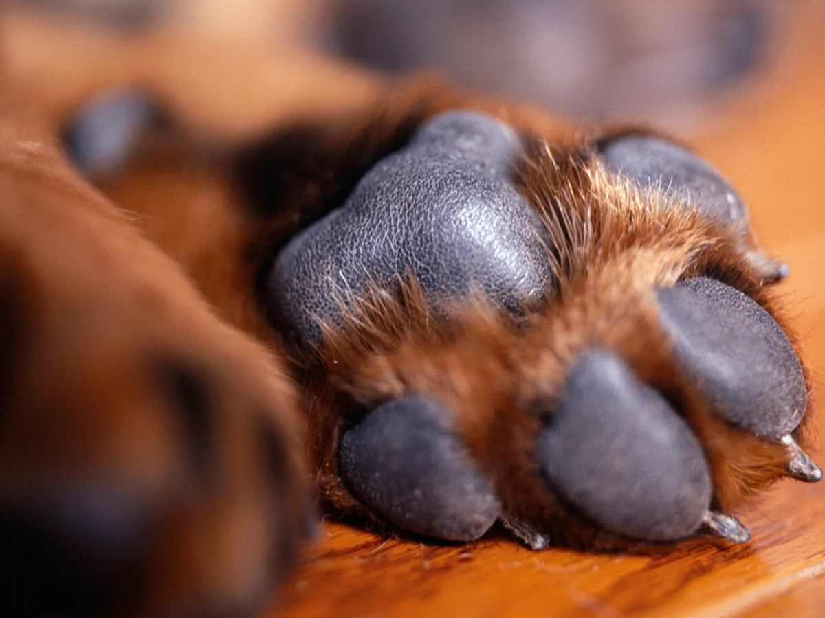 Mulher é condenada por mandar matar cachorro da própria filha em SC