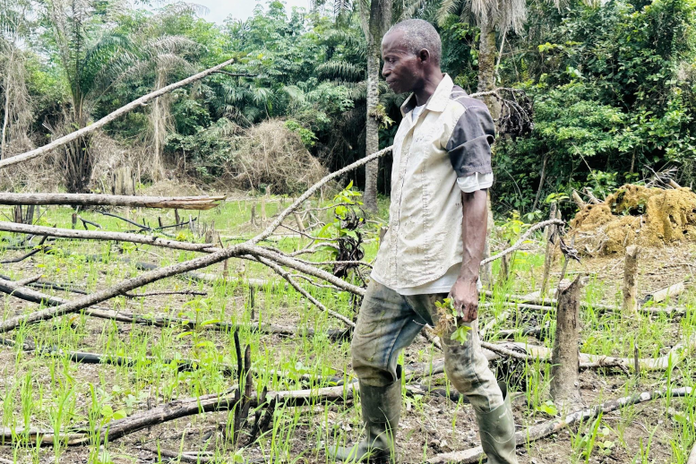 Líbia: Agricultores de Bomi ampliam a produção de arroz e recorrem ao processamento no âmbito do Projeto REALISE, com investimento inferior a US$ 42 milhões