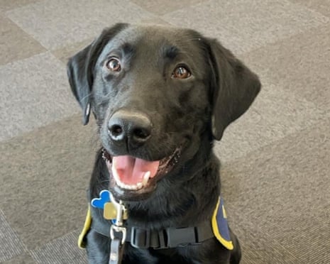 An eager-looking black labrador.