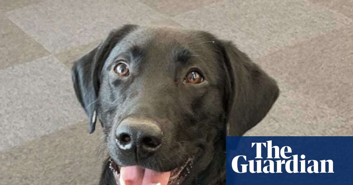 O animal de estimação que nunca esquecerei: Orlando estava paralisado e quase morreu – depois se tornou o cão guia perfeito