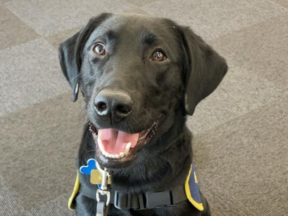 O animal de estimação que nunca esquecerei: Orlando estava paralisado e quase morreu – depois se tornou o cão guia perfeito