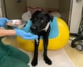 The pet I’ll never forget: Orlando the guide dog recovers from tetanus