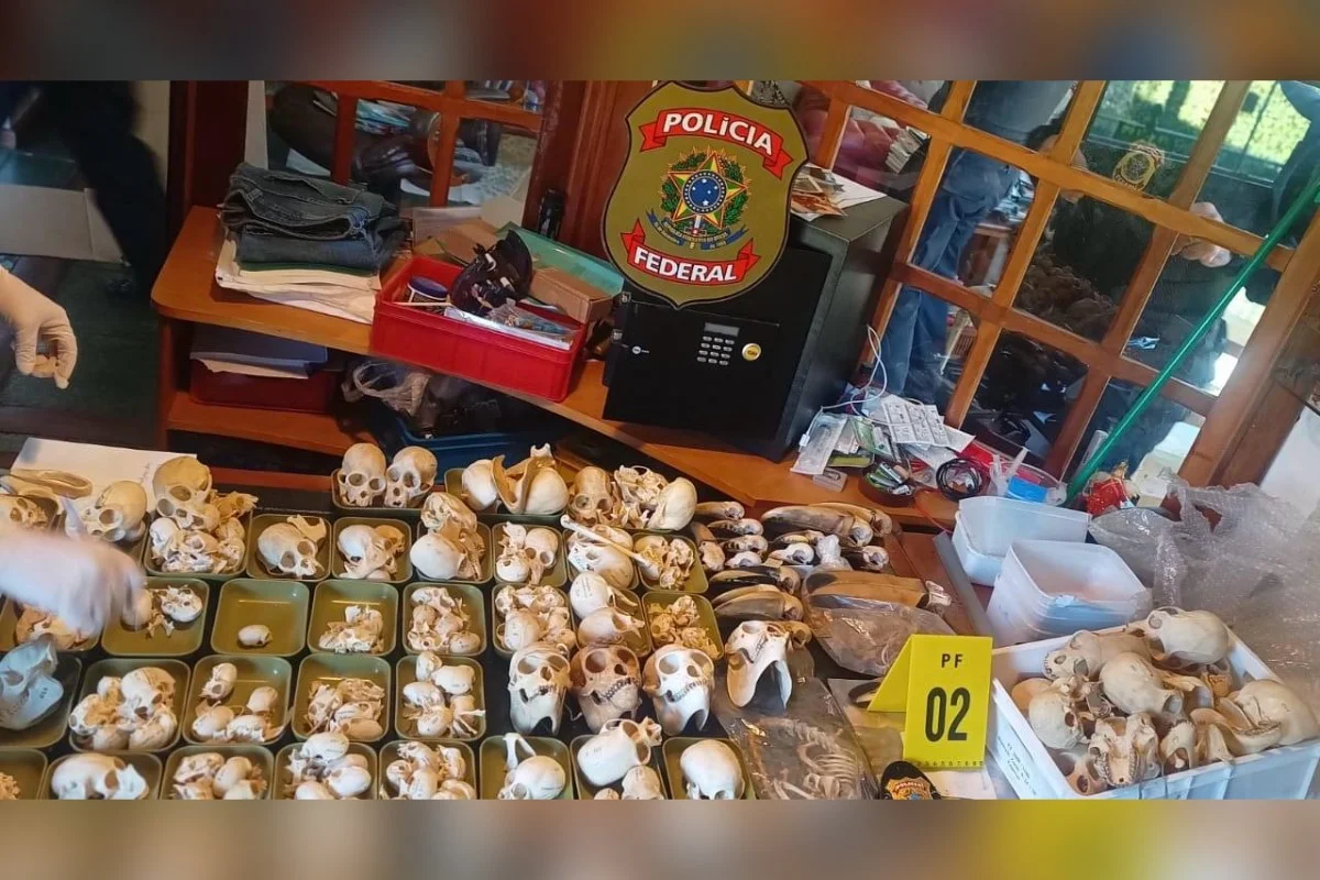 Ovos de papagaios escondidos em roupa levam PF a tráfico internacional
