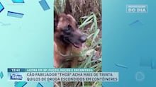 Cão farejador da polícia pode ter ajuda de ‘nariz eletrônico’ para identificar corpos humanos