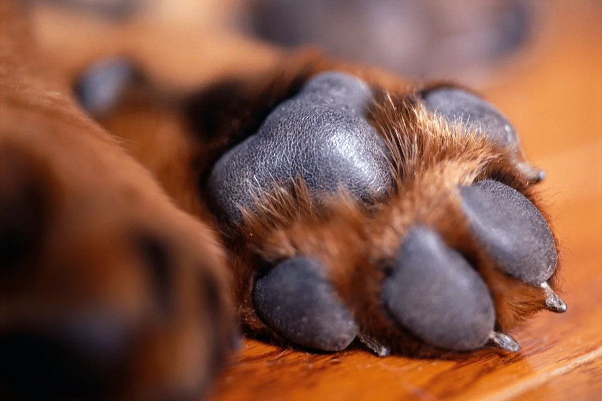 Mulher é condenada por mandar matar cachorro da própria filha em SC