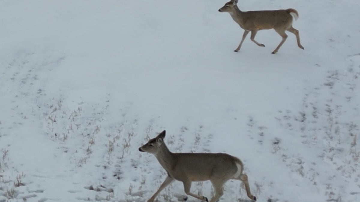 Moe says province reviewing decision to cut chronic wasting disease testing
