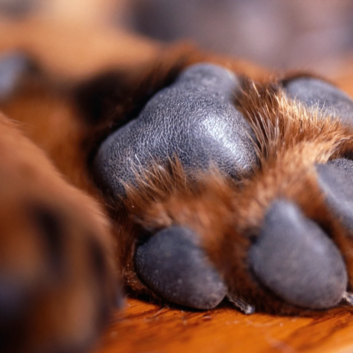 Mulher é condenada por mandar matar cachorro da própria filha em SC