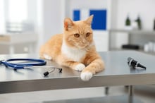 Polícia prende quadrilha que roubou mais de 2.700 gatos que seriam mortos para consumo