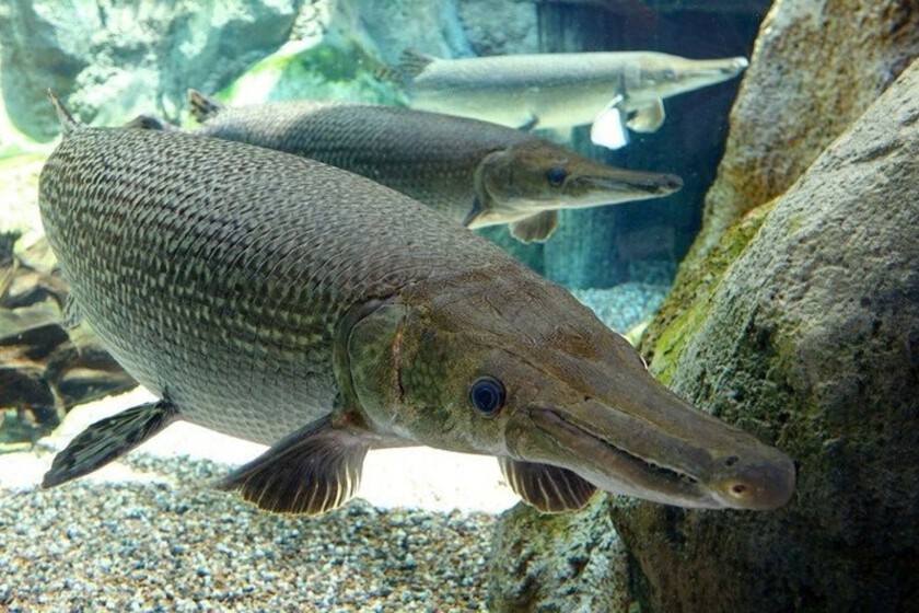 No Guatemala nasceram os primeiros filhotes em cativeiro deste fóssil vivo com 100 milhões de anos na Terra
