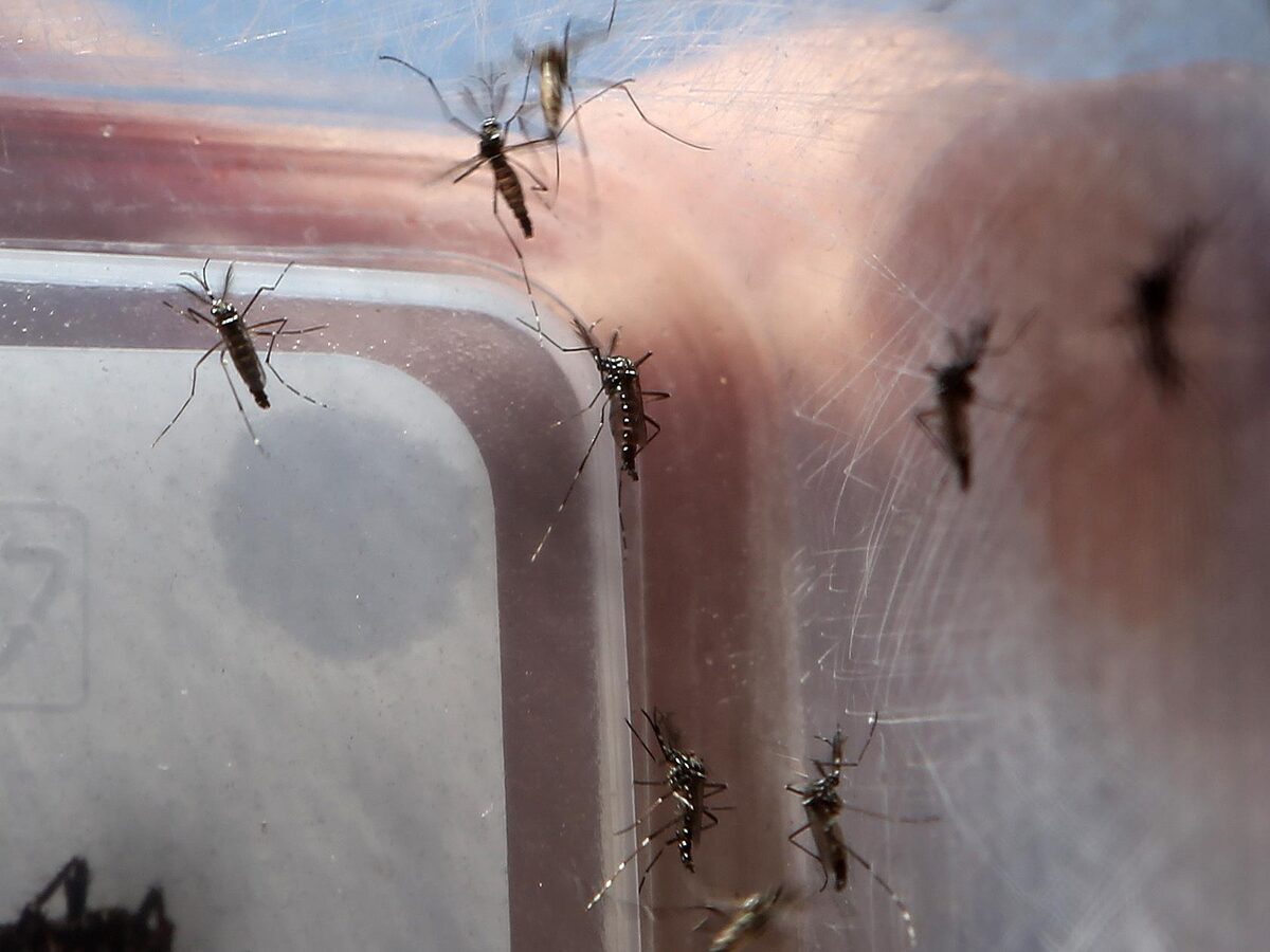 Surto de dengue na Flórida é o maior registrado nos Estados Unidos continentais nas últimas décadas